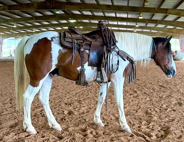 tobiano-mustang-for-sale