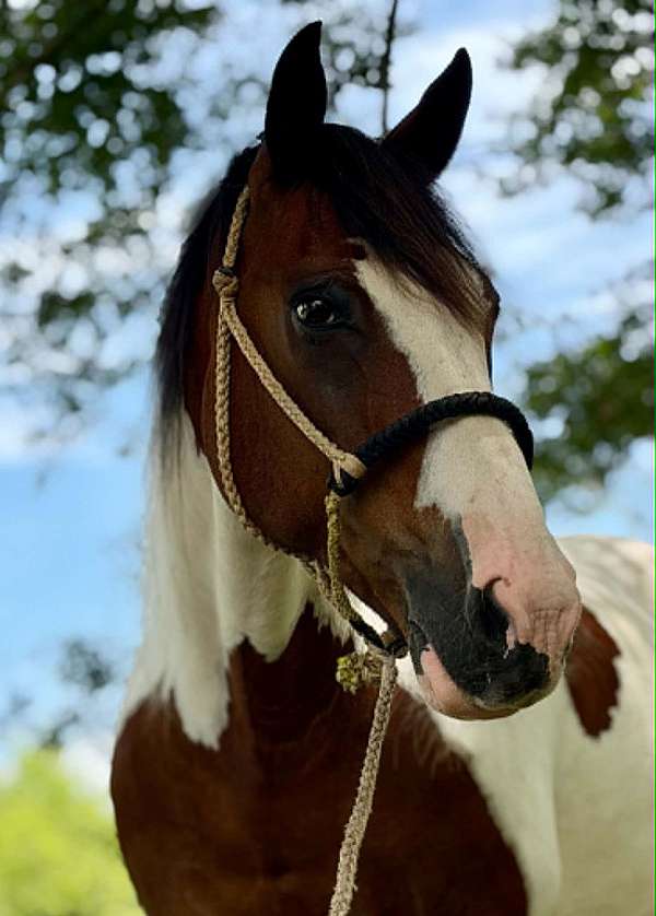 all-around-mustang-horse