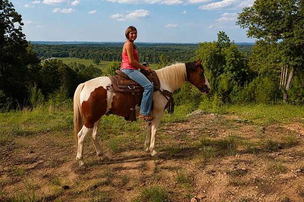 endurance-mustang-horse