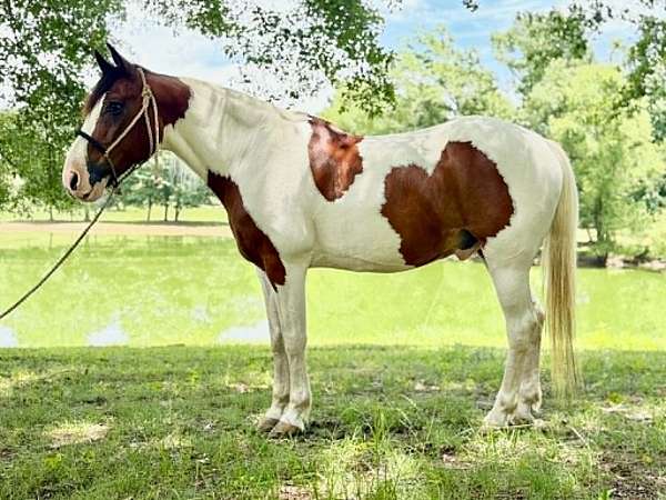 parade-mustang-horse