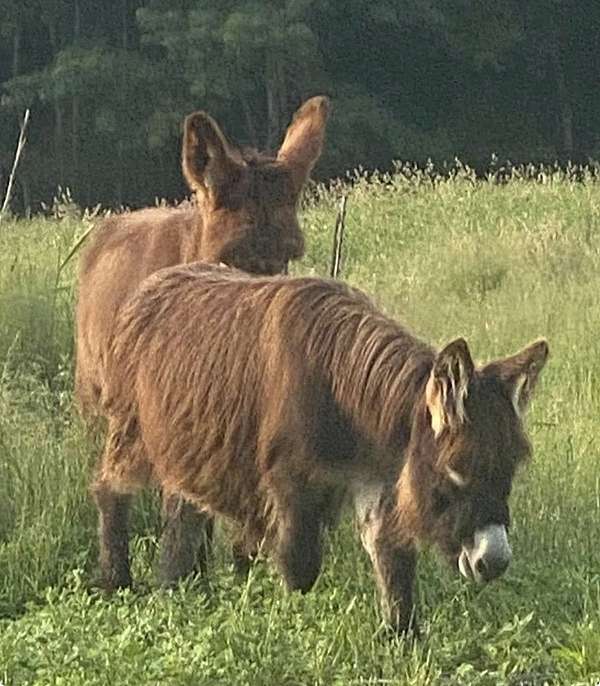 donkey-for-sale