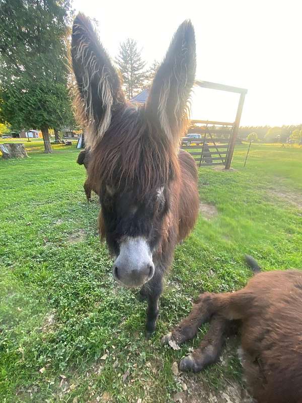 donkey-mare