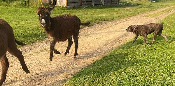 donkey