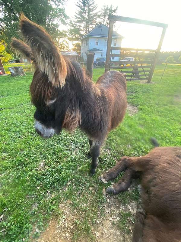 donkey-miniature-donkey-for-sale