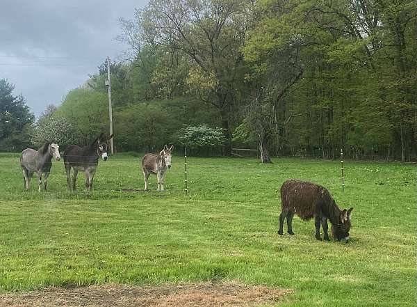donkey-miniature-donkey