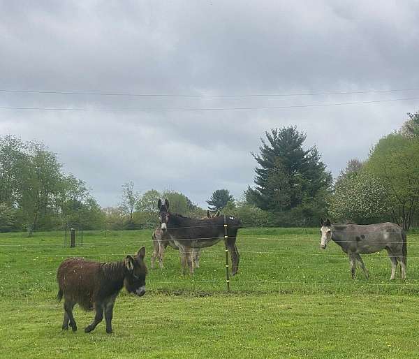 donkey-miniature
