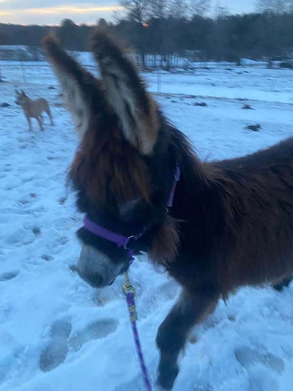 behaved-donkey