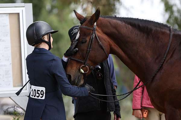 beginner-warmblood-horse