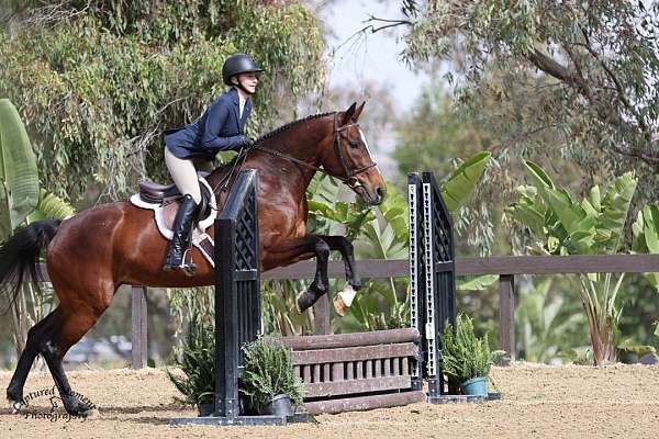all-around-warmblood-horse