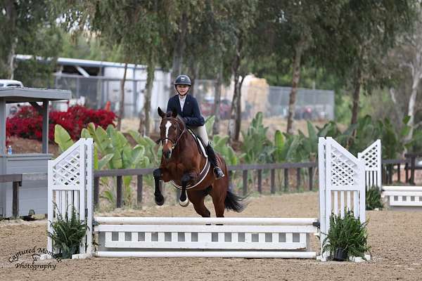 cross-warmblood-horse
