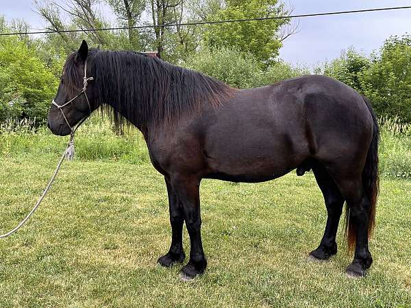 draft-x-draft-percheron-horse