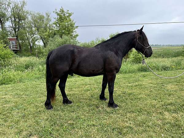 ranch-horse-draft-percheron