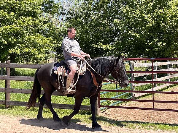 pick-up-horse-draft-percheron