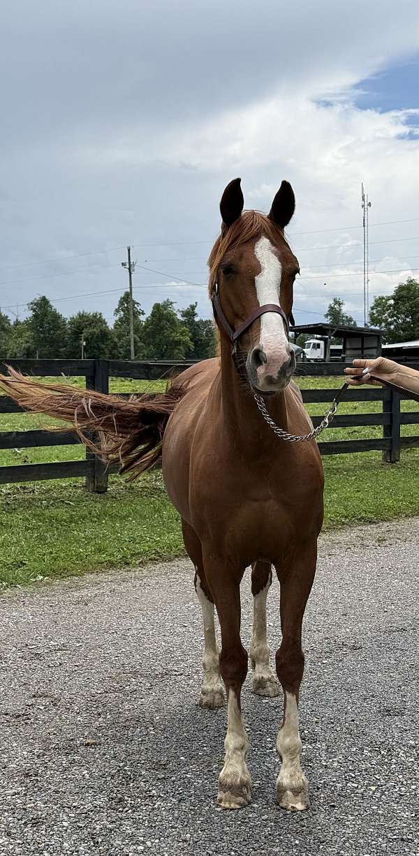 sport-prospect-dutch-warmblood-horse