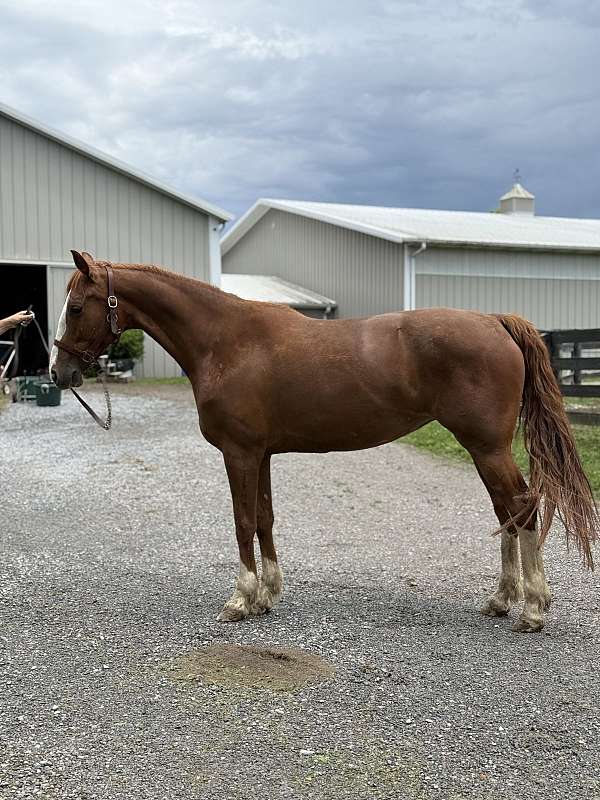 driving-horse-dutch-warmblood