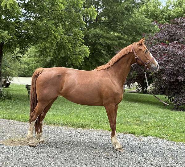 elegant-dutch-warmblood-horse