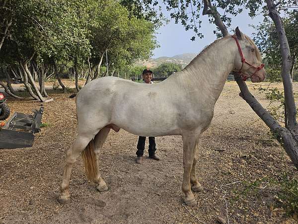 palomino-perlino-palomino-stallion