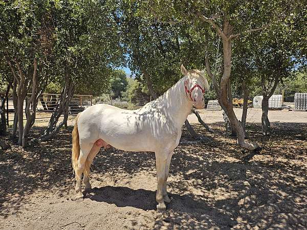 palomino-perlino-stallion-horse