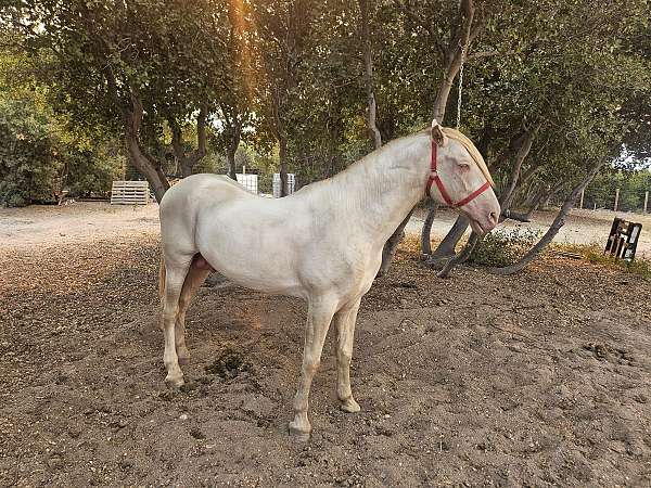 palomino-perlino-stallion-for-sale