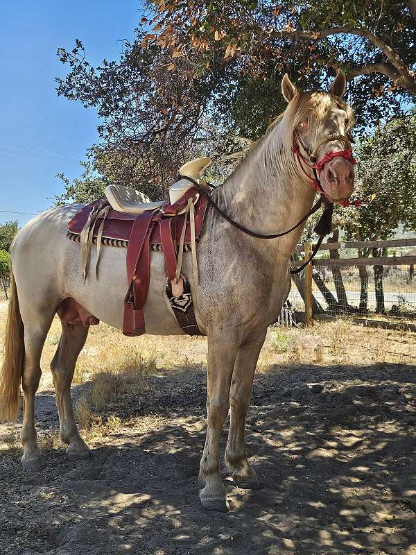 palomino-perlino-stallion
