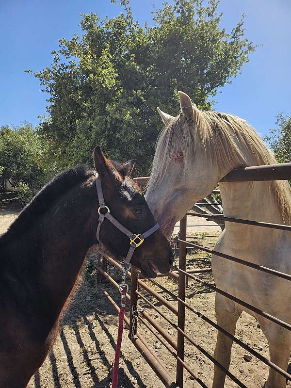 palomino-perlino-horse-for-sale