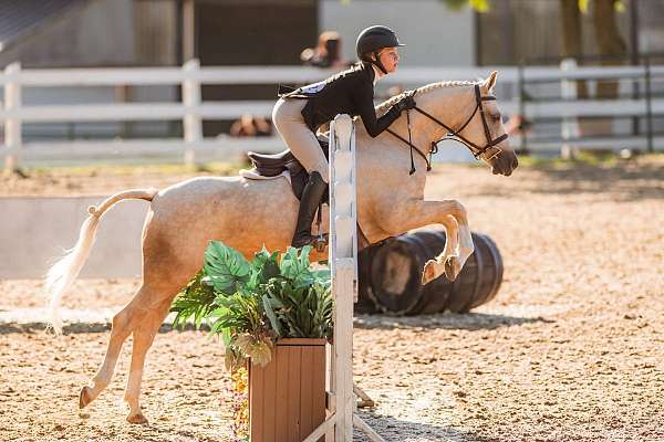palomino-lots-of-chrome-pony