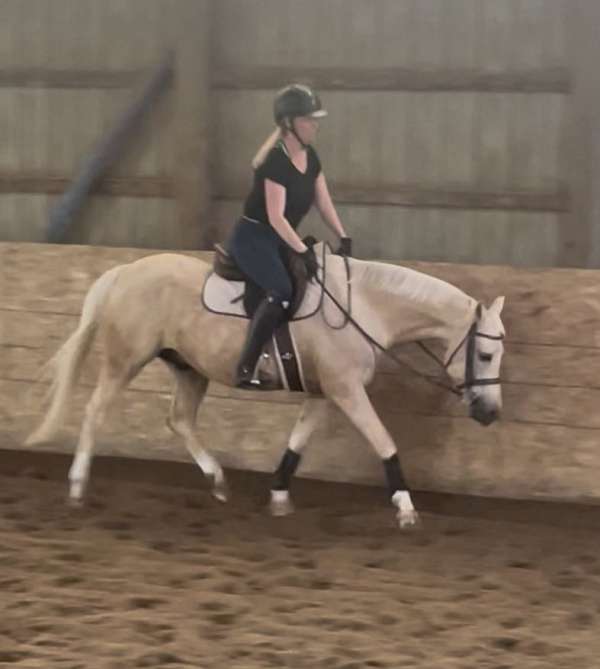 gorgeous-welsh-pony