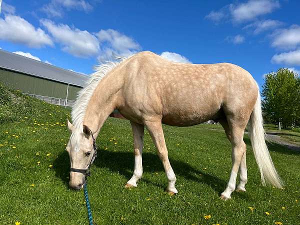 hacks-welsh-pony
