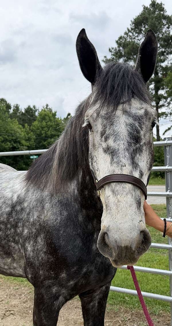 grey-gelding-for-sale