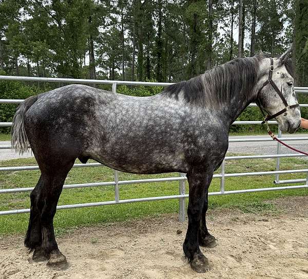 grey-percheron-gelding