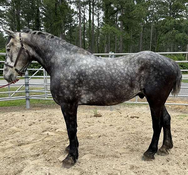 companion-trail-percheron-horse