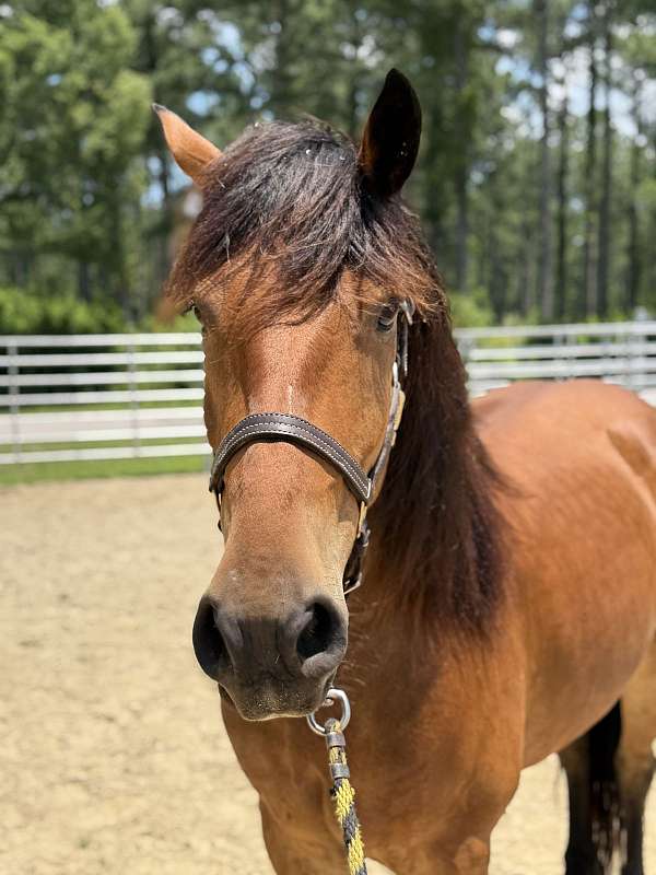 14-hand-draft-gelding