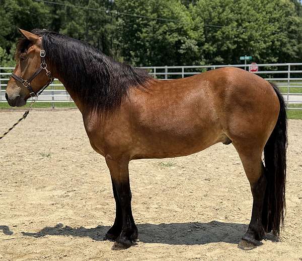 bay-gelding-for-sale