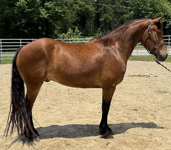 bay-draft-gelding