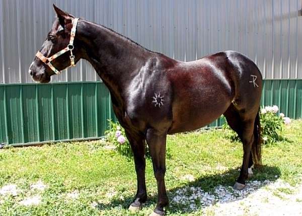 all-around-paint-horse