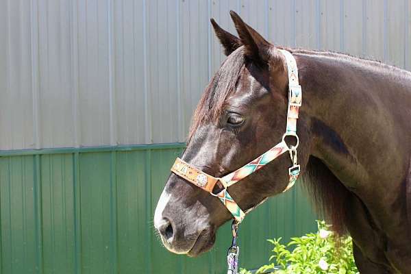 athletic-paint-horse