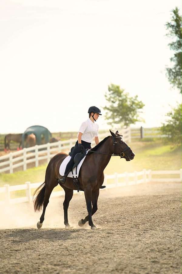 endurance-paint-horse