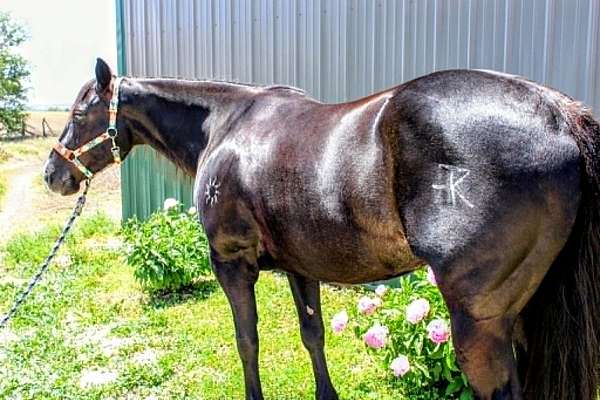 flashy-paint-horse