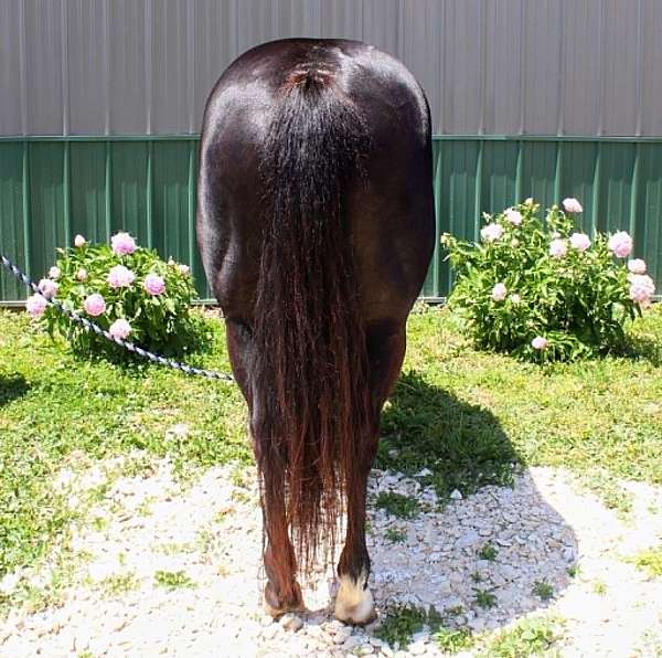 performance-paint-horse