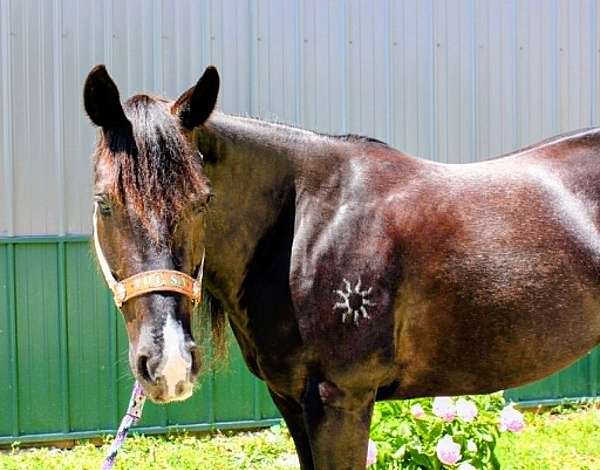 playday-paint-horse