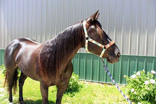 ranch-versatility-paint-horse