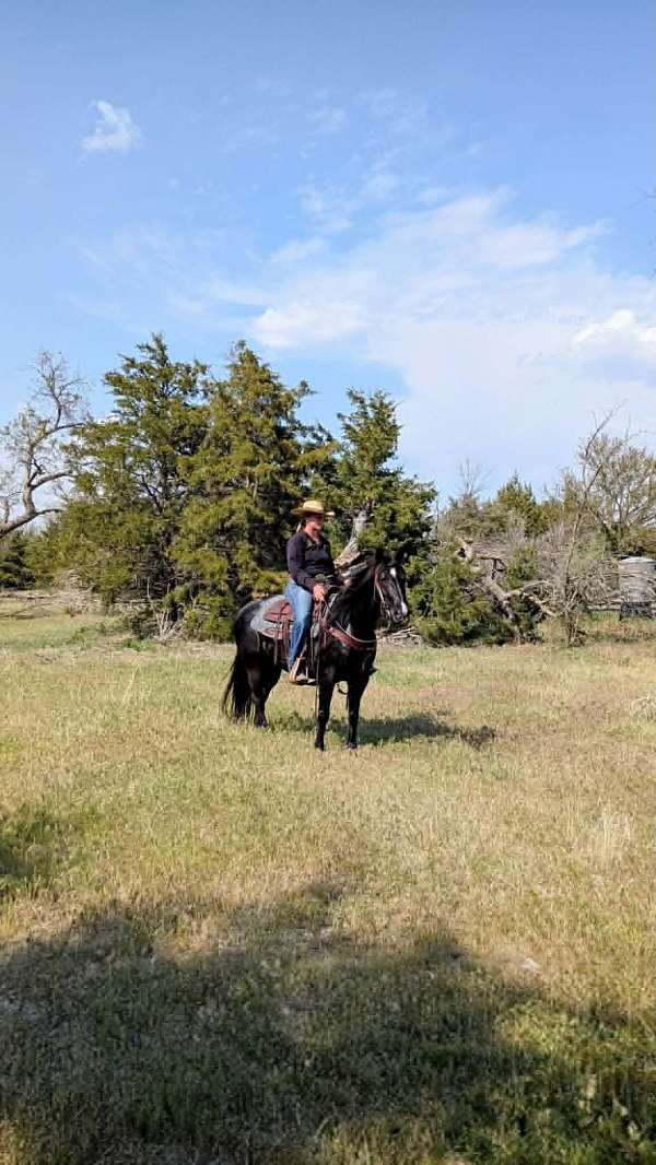 ranch-work-paint-horse