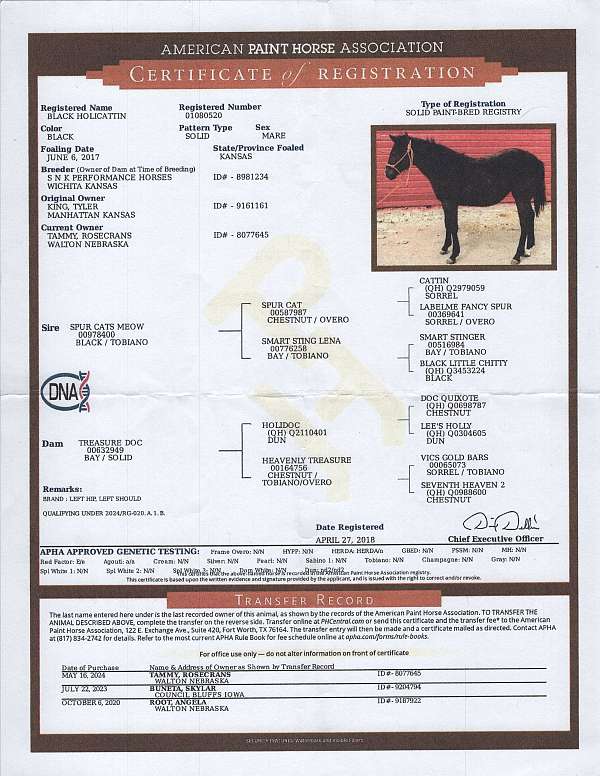 ranch-paint-horse