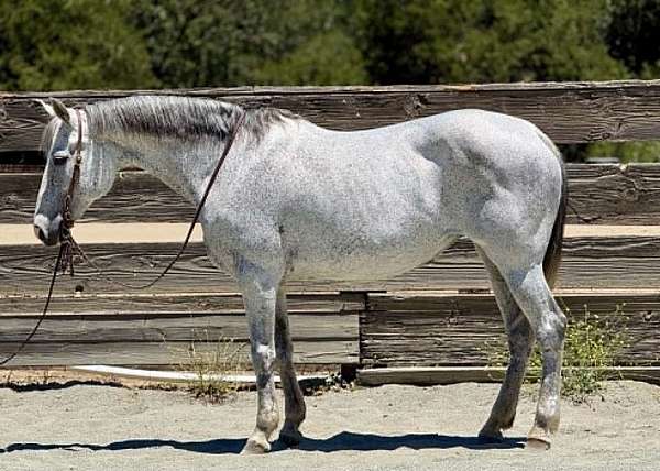 all-around-quarter-horse