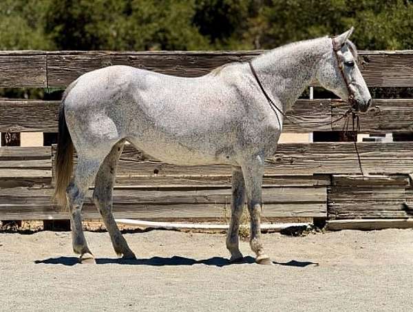 athletic-quarter-horse