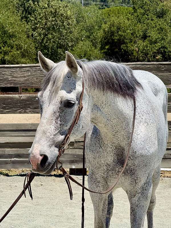 beginner-quarter-horse