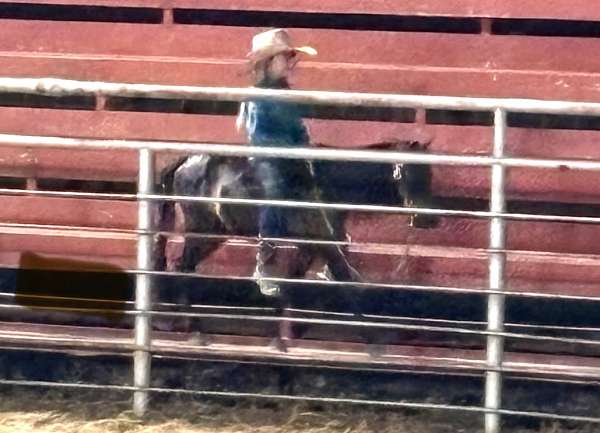 miniature-pony