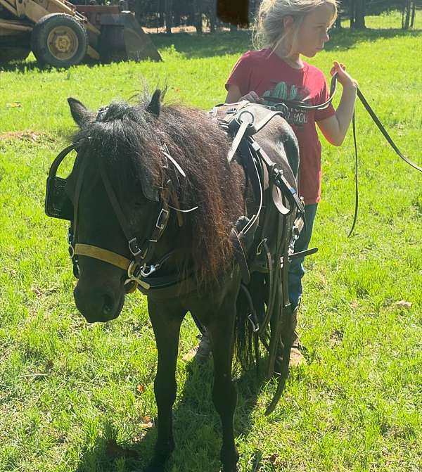 breeding-pony