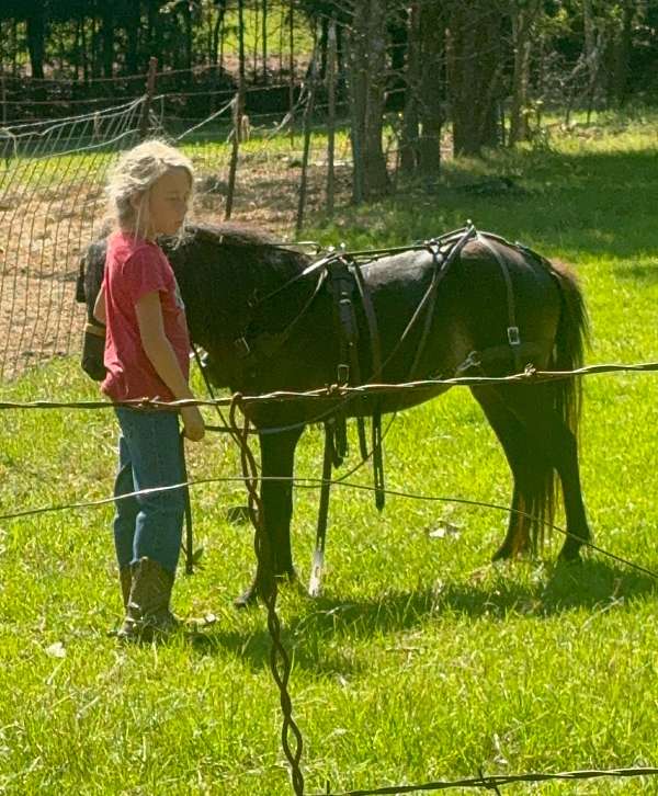 driving-pony