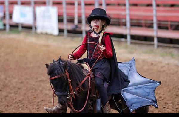 black-pony-gelding-stallion
